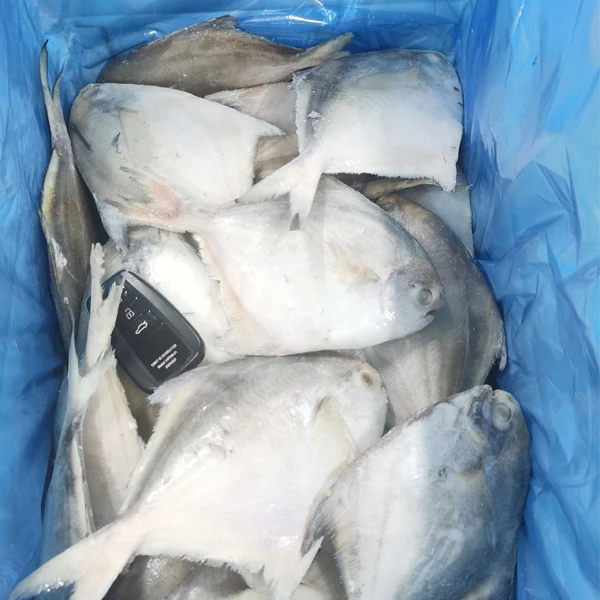 Frozen Silver Pomfret