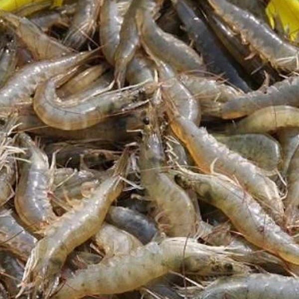 u=970531088,203226496&fm=30&app=106&f=JPEG